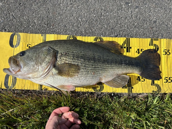 守山店スタッフ【2026年3月27日】琵琶湖釣果情報！つりどうぐ一休滋賀守山店サムネイル
