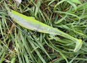 守山店スタッフ【2026年4月6日】琵琶湖釣果情報！つりどうぐ一休滋賀守山店サムネイル