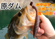葛の葉店スタッフ　池原ダム釣果情報　【２０２６年４月２２日】サムネイル
