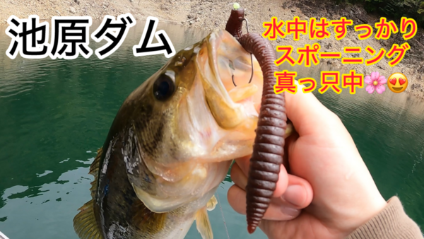 葛の葉店スタッフ　池原ダム釣果情報　【２０２６年４月２２日】サムネイル