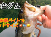 葛の葉店スタッフ　七色ダム釣果情報　【２０２６年７月８日】サムネイル