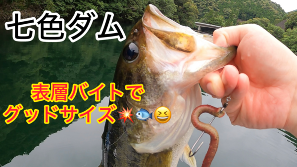 葛の葉店スタッフ　七色ダム釣果情報　【２０２６年７月８日】サムネイル