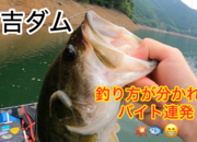葛の葉店スタッフ　日吉ダム釣果情報　【２０２６年７月１日】サムネイル