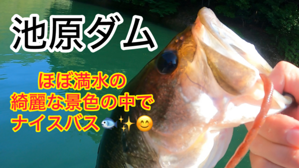 葛の葉店スタッフ　池原ダム釣果情報　【２０２６年７月９日】サムネイル