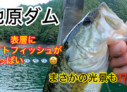 葛の葉店スタッフ　池原ダム釣果情報　【２０２６年８月２０日】サムネイル