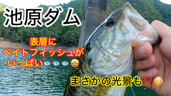葛の葉店スタッフ　池原ダム釣果情報　【２０２６年８月２０日】サムネイル