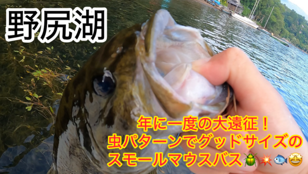 葛の葉店スタッフ　「番外編」野尻湖スモールマウスバス釣果情報【２０２５年８月５日、６日】サムネイル