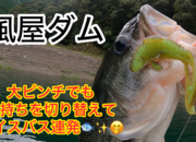 葛の葉店スタッフ　風屋ダム釣果情報　【２０２６年９月１７日】サムネイル