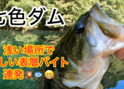 葛の葉店スタッフ　七色ダム釣果情報　【２０２６年１０月１４日】サムネイル