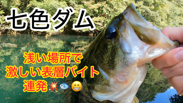 葛の葉店スタッフ　七色ダム釣果情報　【２０２６年１０月１４日】サムネイル